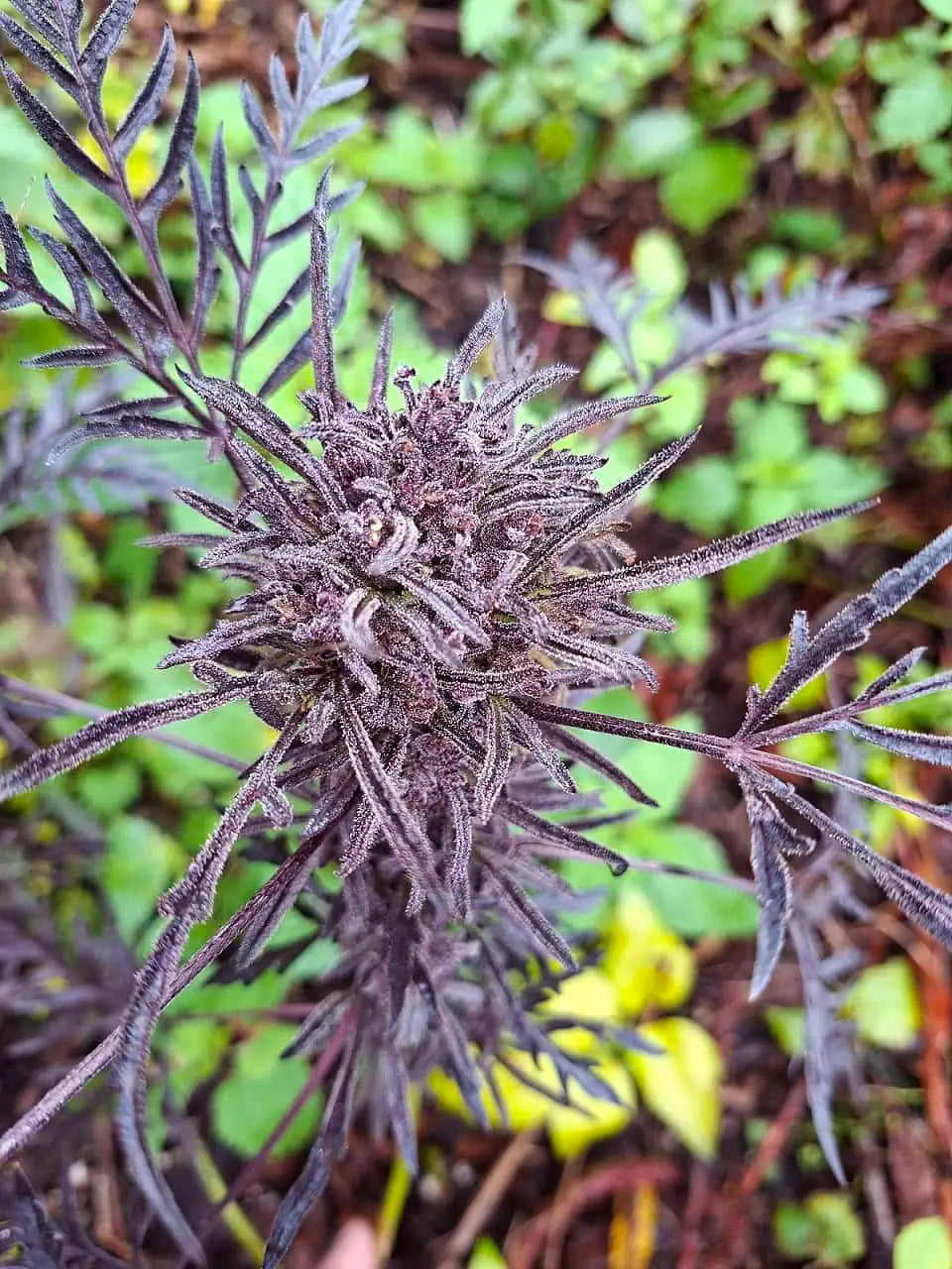 Frostys Auto Freak 2025 Outdoor von Khalifa Genetics
