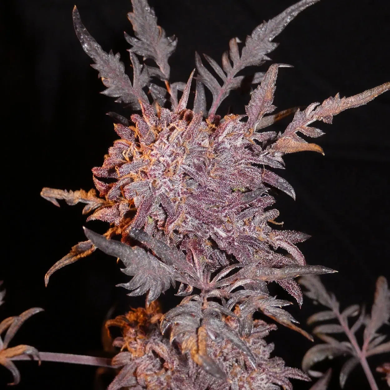 Frostys Auto Freak von Khalifa Genetics