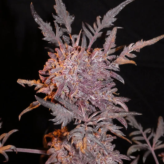 Frostys Auto Freak von Khalifa Genetics