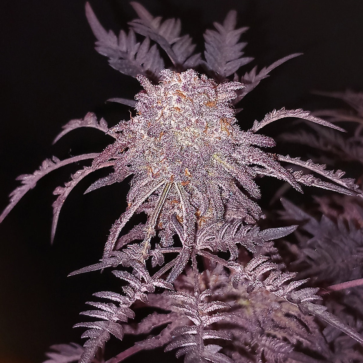 Frosty Purple Freak Mutant