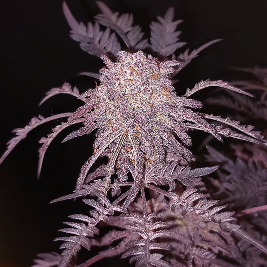 Frosty Purple Freak Mutant