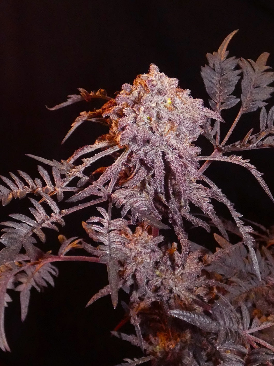 Frosty Purple Freak Mutant Headbud