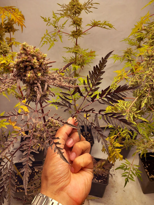 Frosty Purple Freak Mutant Leaf