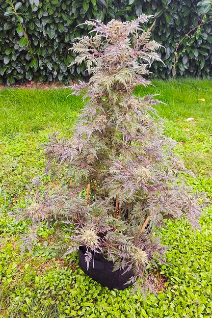 Frosty Purple Freak Mutant Whole Plant Outdoor – Khalifa Genetics