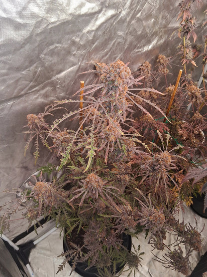 Frosty Purple Freak Mutant Indoor Grow