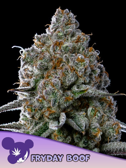 fryday boof - anesia seeds