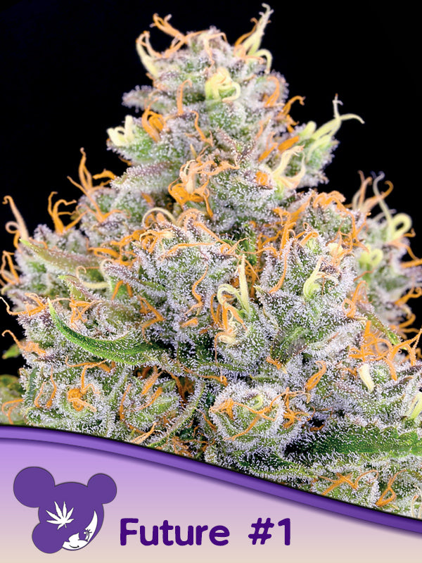 Future 1 von Anesia Seeds