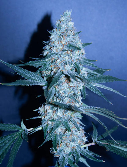 Gas Tank von true canna genetics