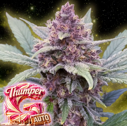 G thumper Auto Good Genetix