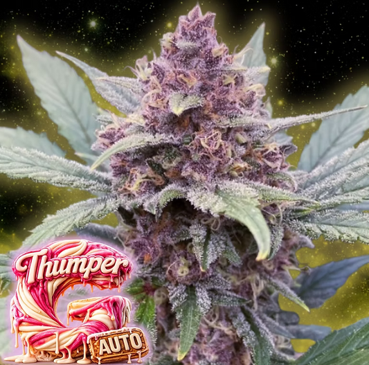 G thumper Auto Good Genetix