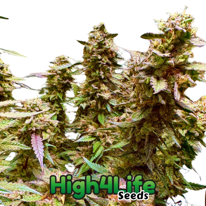 Galactic Zkittlez ganze pflanze