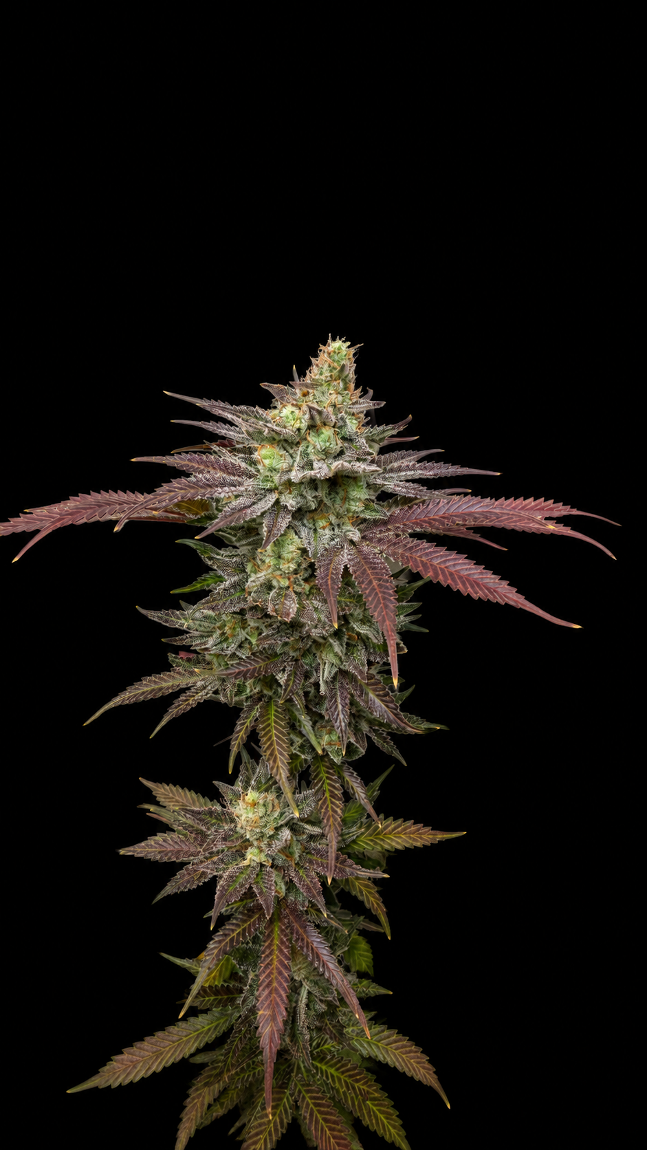 GlueTank feminisiert Teil der Pflanze von HighRoots Seeds
