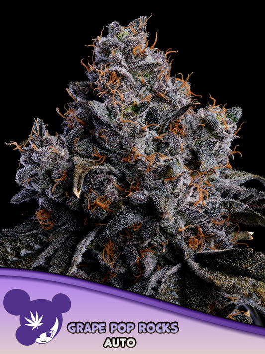 Grape Pop Rock Auto