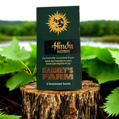 Hindu Kush Landrasse von Barneys Farm