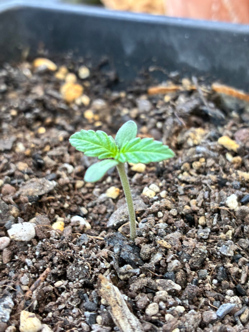 Aladdin Kush Outdoor Grow