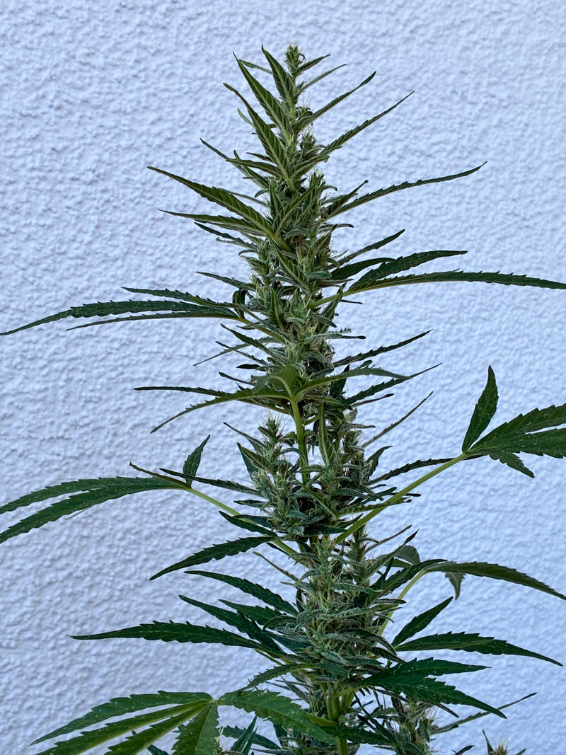 Auto Malawi x Northern Lights Balkon Grow