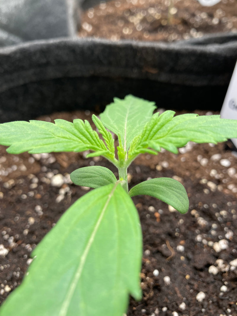 Californian Snow Auto Indoor Grow