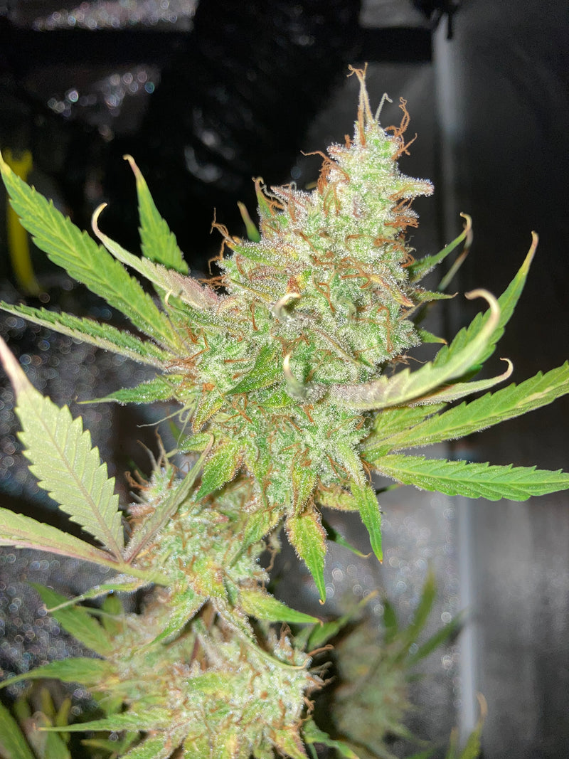 Super Skunk Indoor Grow