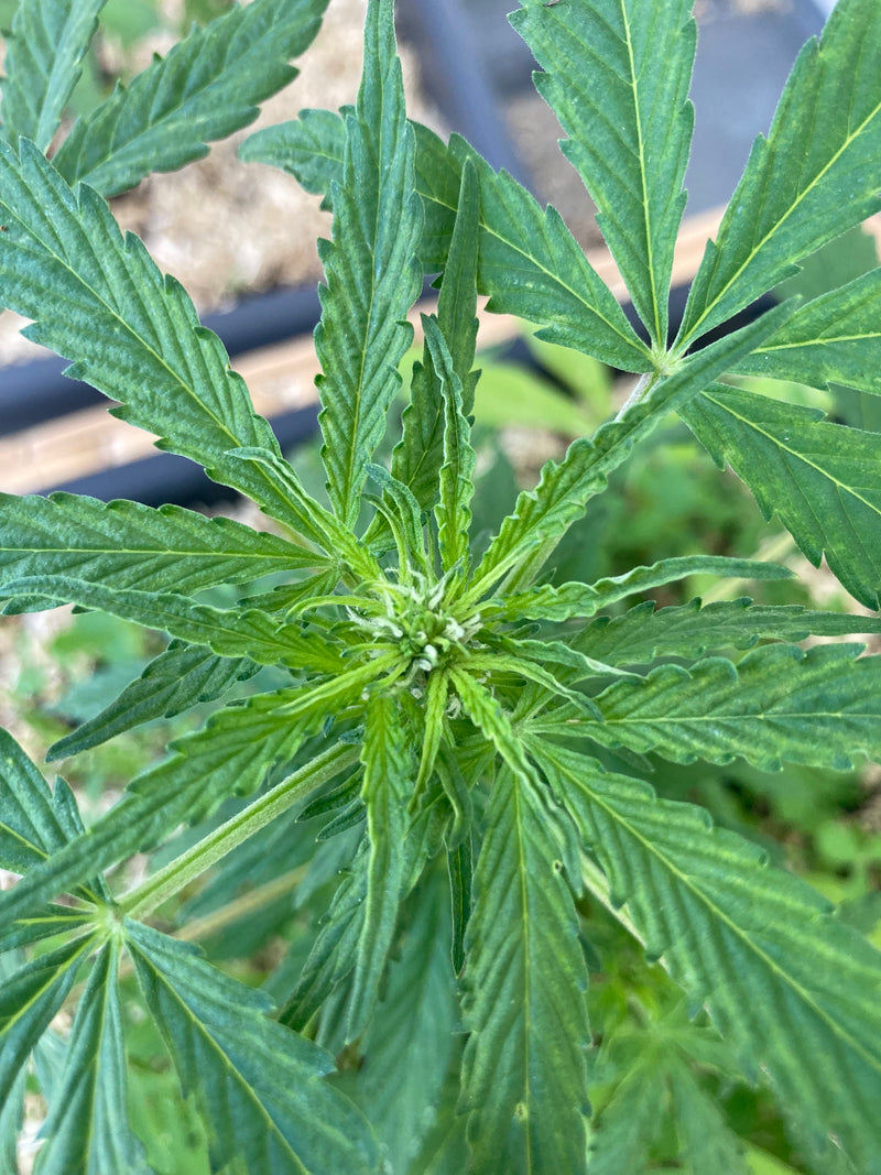 Violet Face Auto Balkon Grow