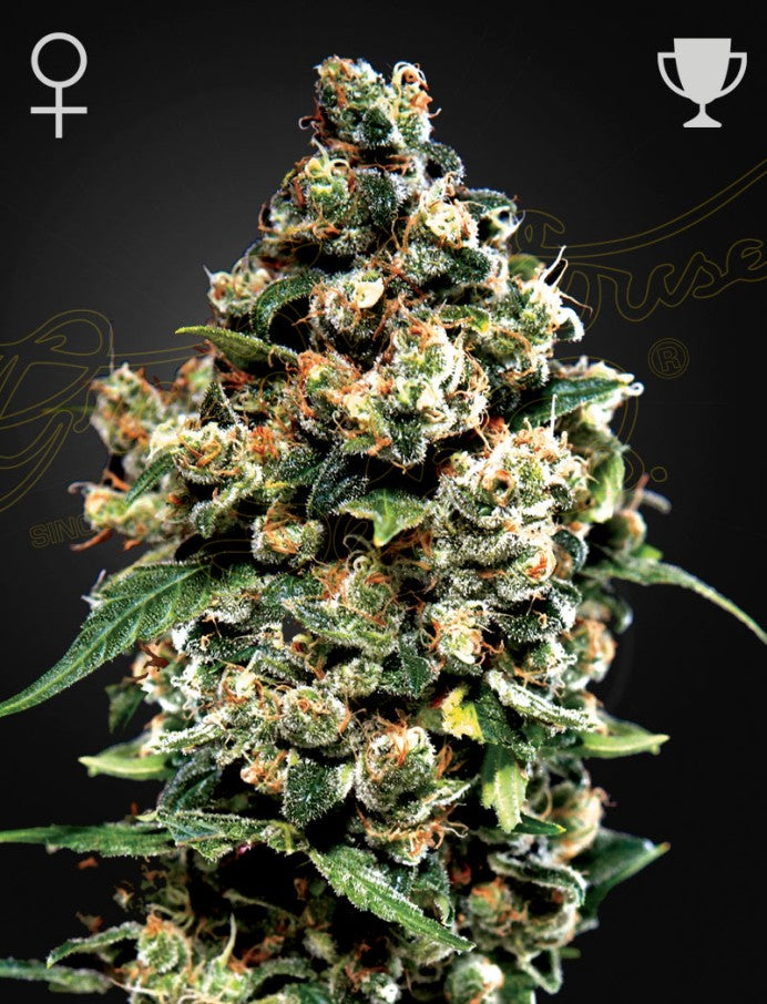 jack_herer_front