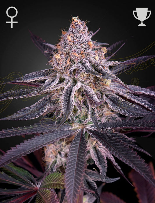 Kings Juice Headbud