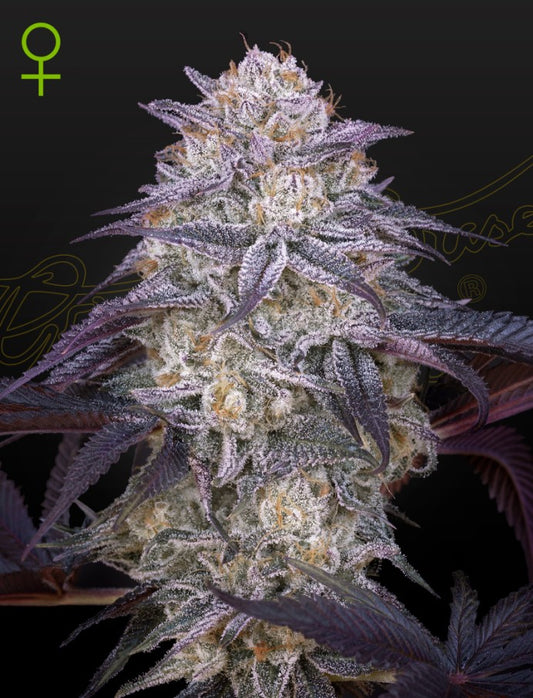 Kings Juice Auto Headbud