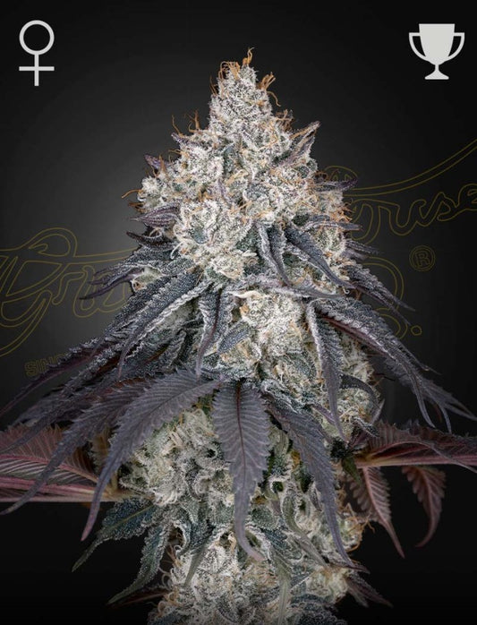 Lemon Orange Head Bud