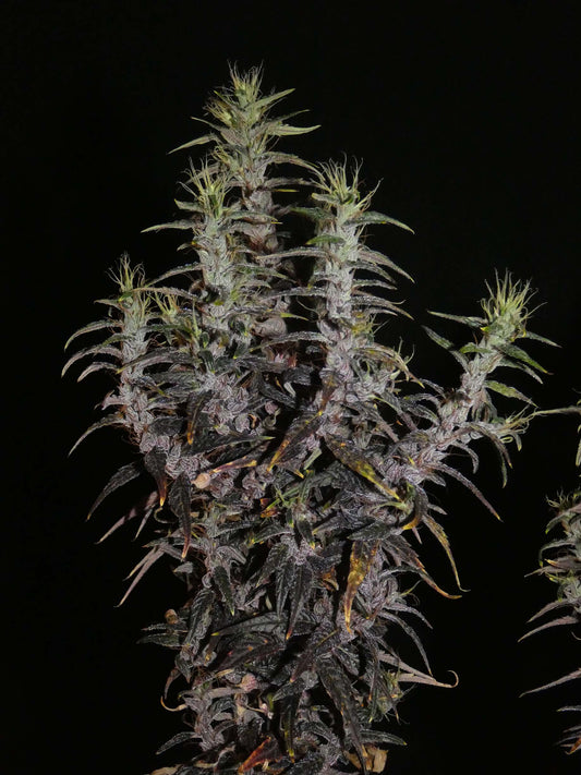 Loas Landrasse ganze Pflanze von Khalifa Genetics