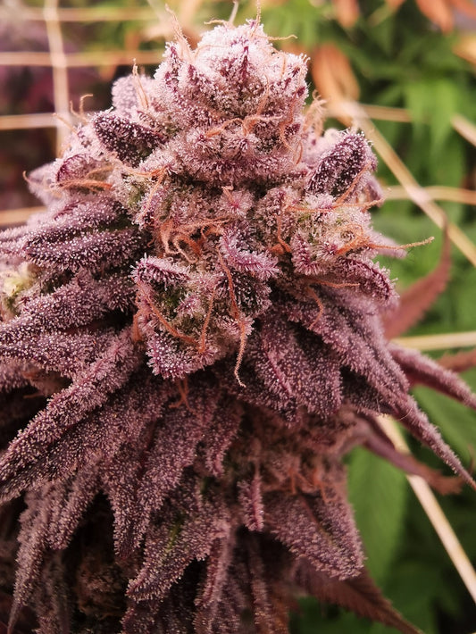 Limon Blanco V3 Bud von Khalifa Genetics