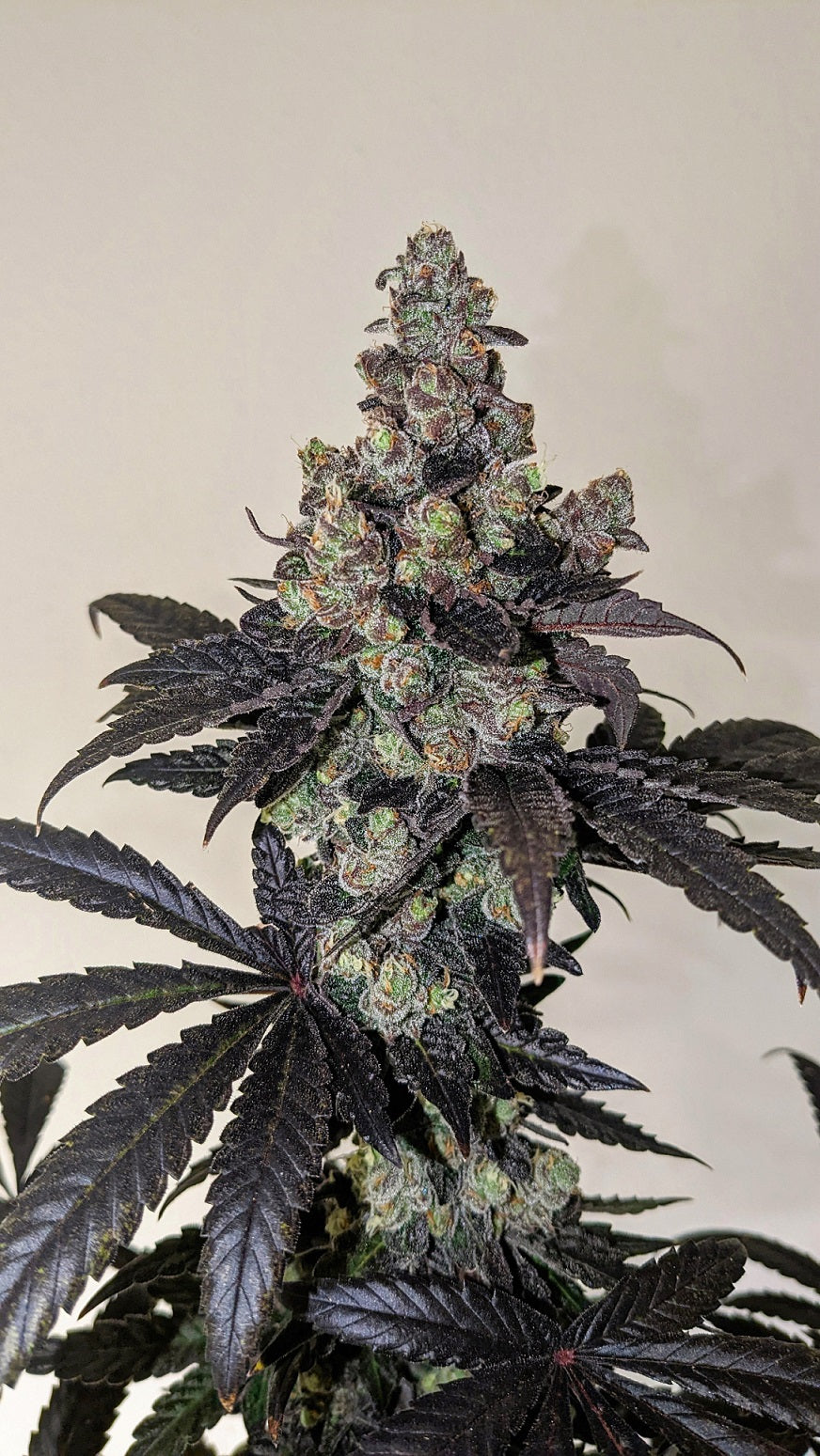 Limon Blanco V3 Plant von Khalifa Genetics