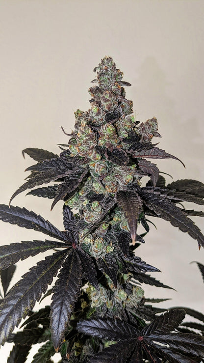 Limon Blanco V3 Plant von Khalifa Genetics