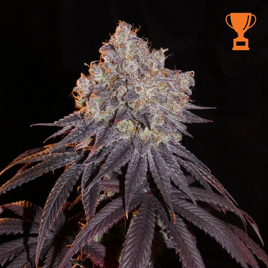 Limon Blanco V3 von Khalifa Genetics