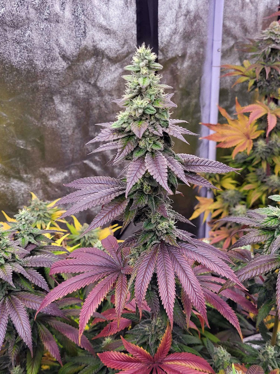 Limon Blanco V3 Tall Pheno von Khalifa Genetics