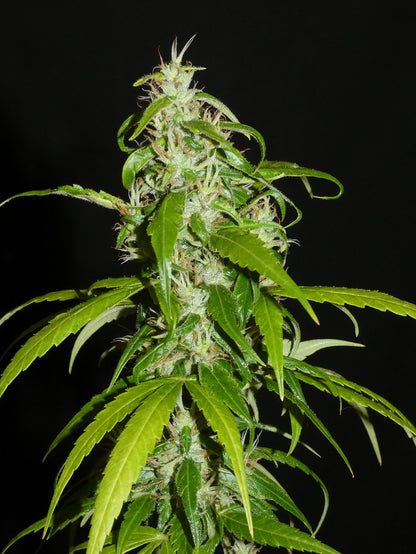 Nigerian Sativa Headbud Landrasse