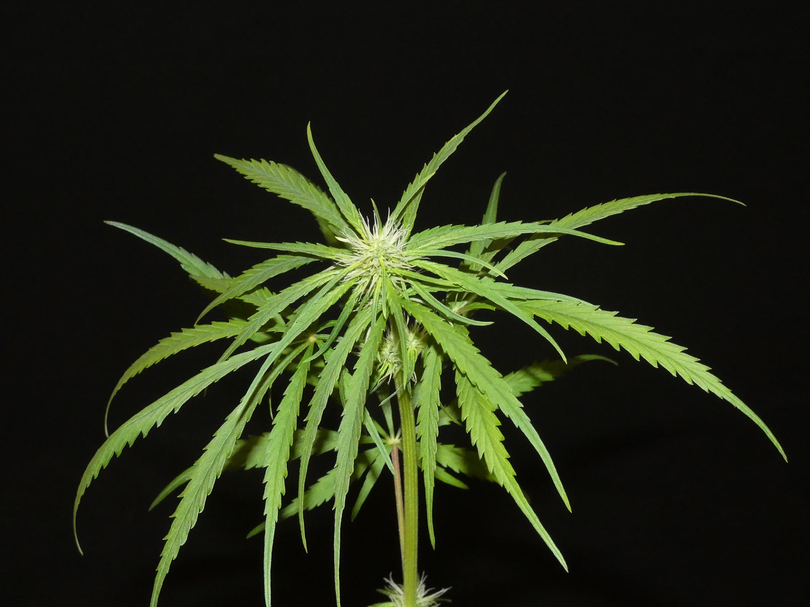 Nigerian Sativa Fast Flower Landrasse