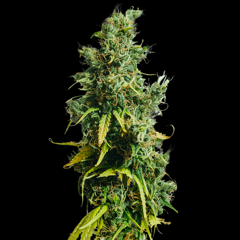 Nigerian Sativa Landrasse