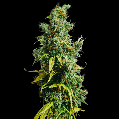 Nigerian Sativa Landrasse