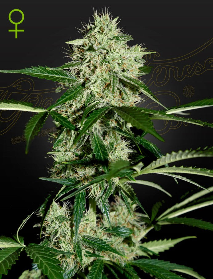 northern_lights_auto_front