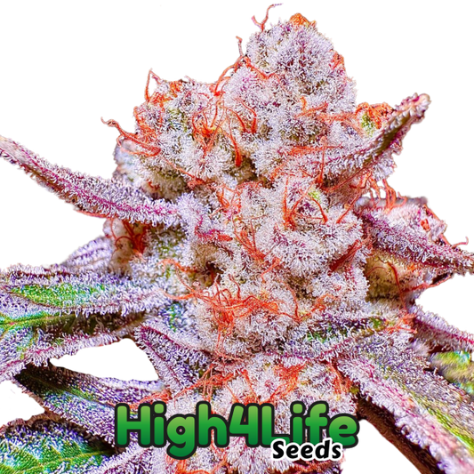 Papaya Tronix supreme Headbud von High4Life Seeds