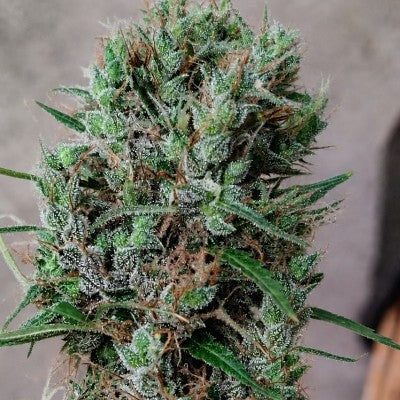 Papua New Guinea Headbud