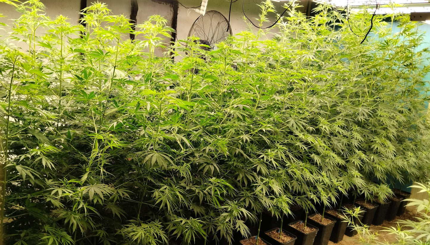 Papua New Guinea Indoor Breeding