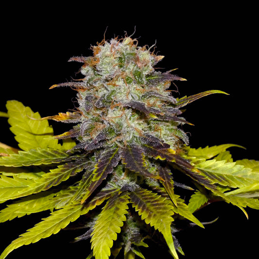 Persian Price feminisierte Samen von Khalifa Genetics