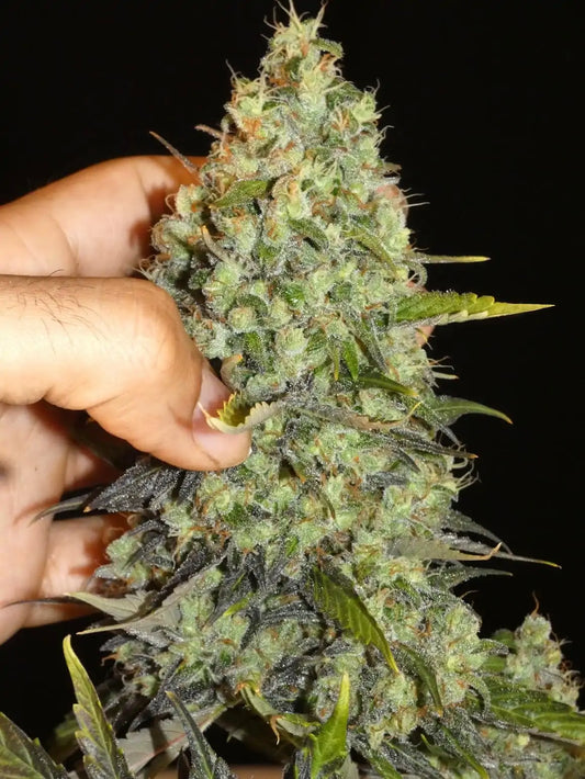 Persian Price Bud mit Hand von Khalifa Genetics