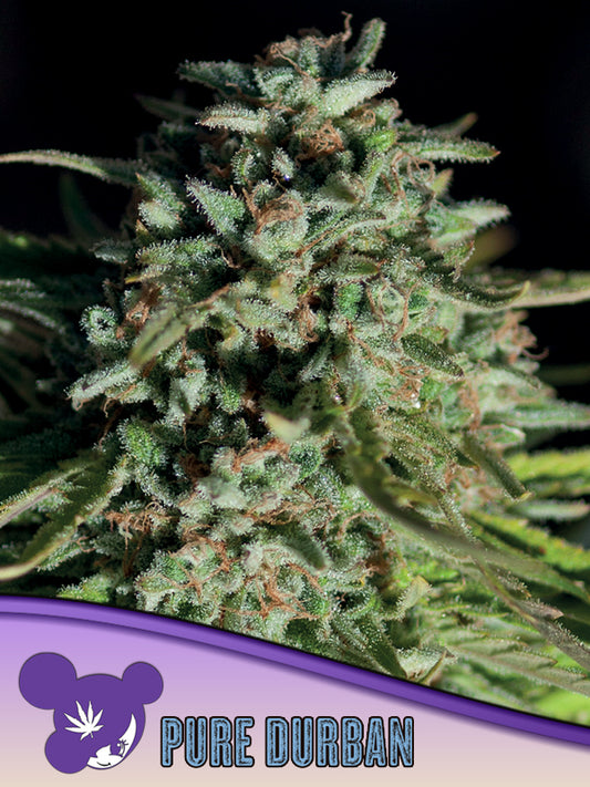 Pure durban landrace