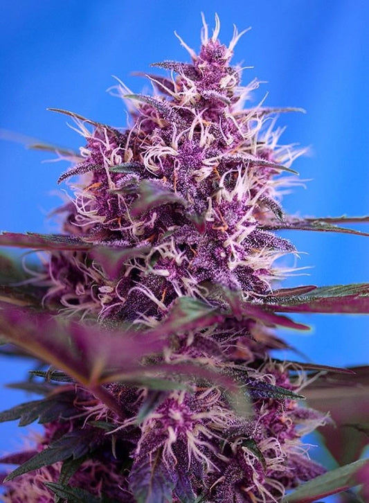Red Poison Auto 