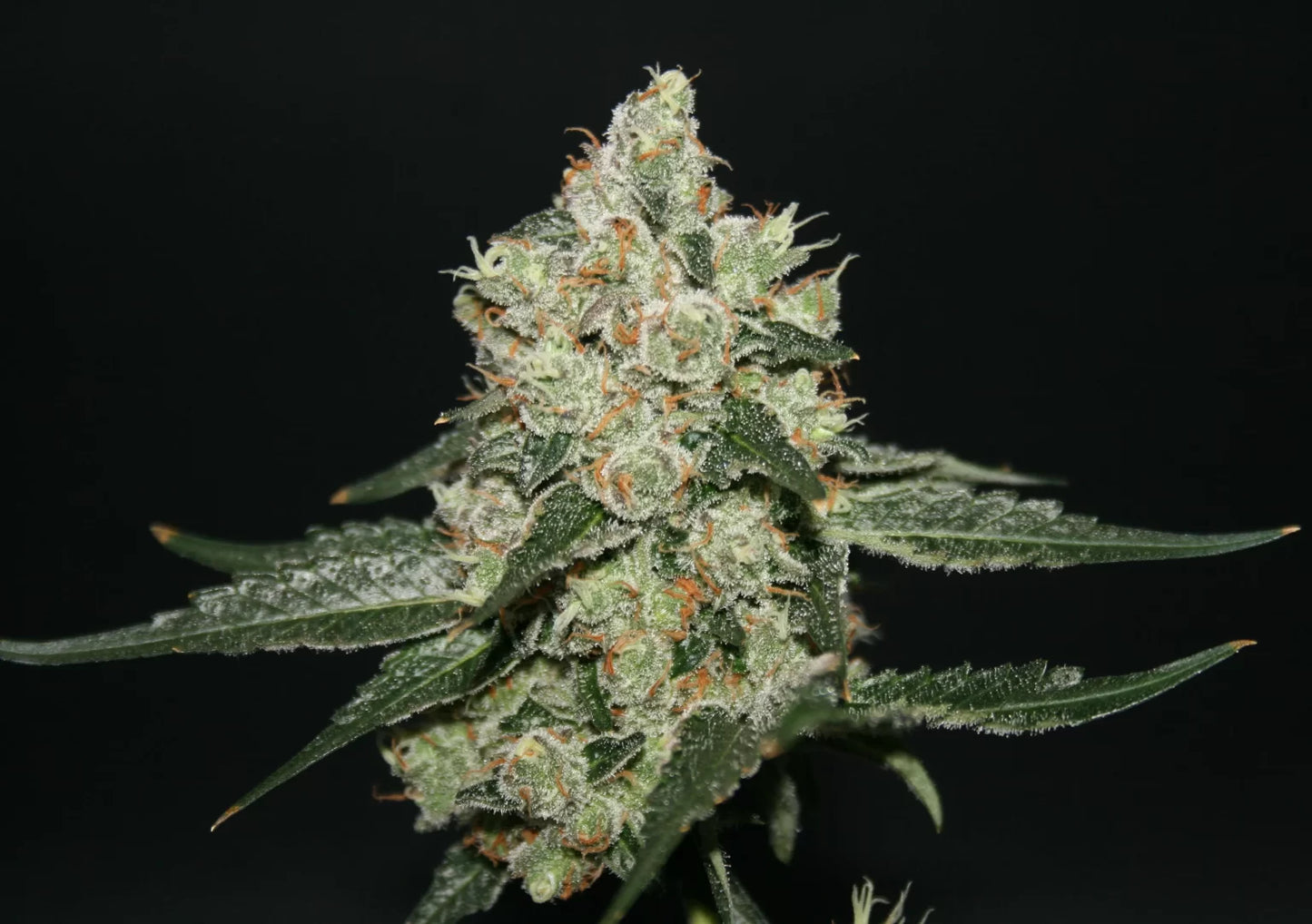 Sherberry Blizzard von true canna genetics