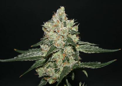 Sherberry Blizzard von true canna genetics