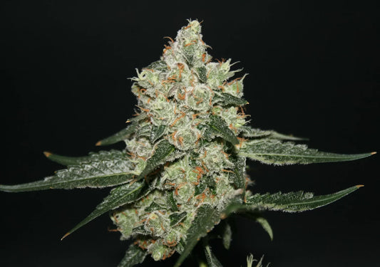 Sherberry Blizzard von true canna genetics
