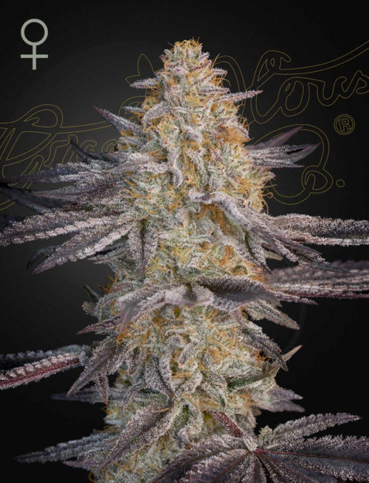 Super Lemon Haze x RS 11