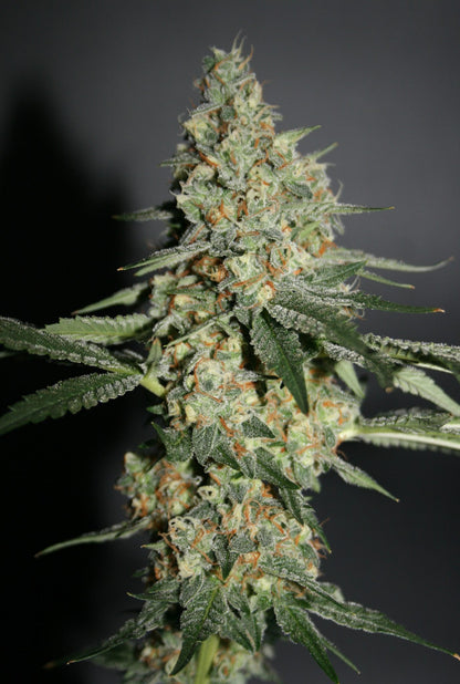 Snowberry Headbud von true canna genetics